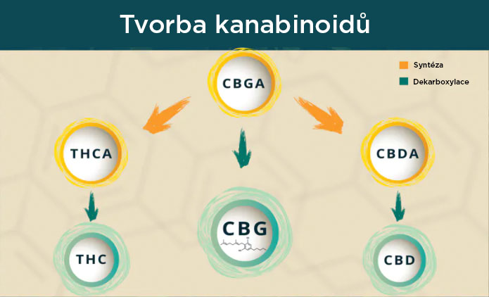 tvorba kanabinoidu brainmarket cz